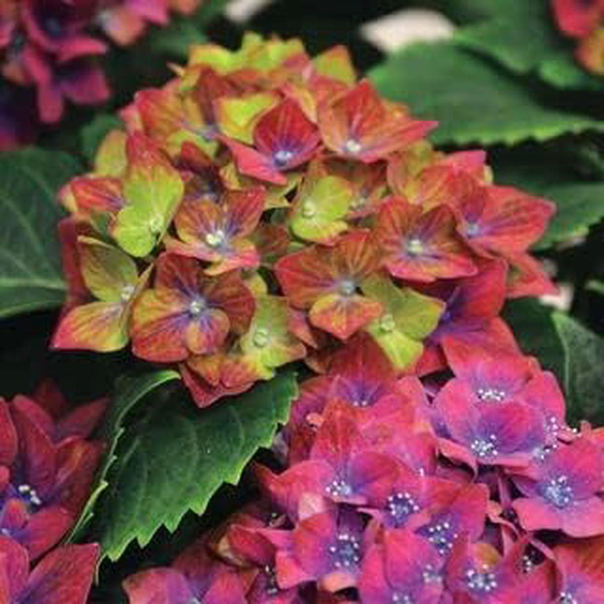 Green & Red Hydrangea Flower Seeds for Planting | Heirloom Non-GMO High Germination Organic Garden Seeds