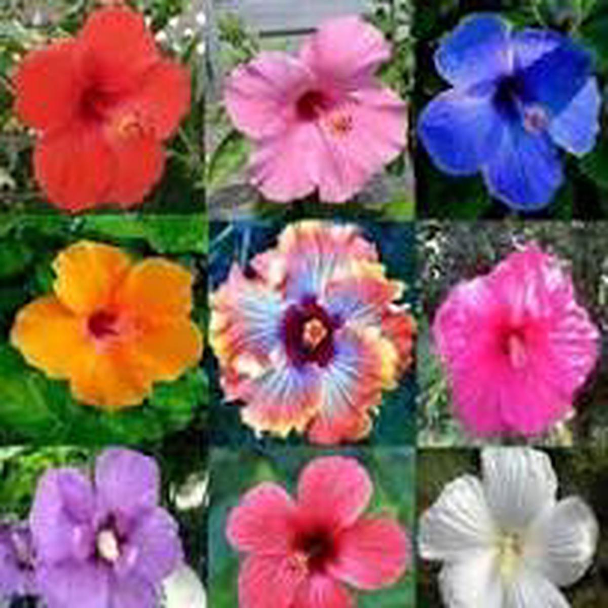 Hibiscus Flower Seeds for Planting Compact Growth, Heirloom, Non-GMO & Organic Garden Seeds