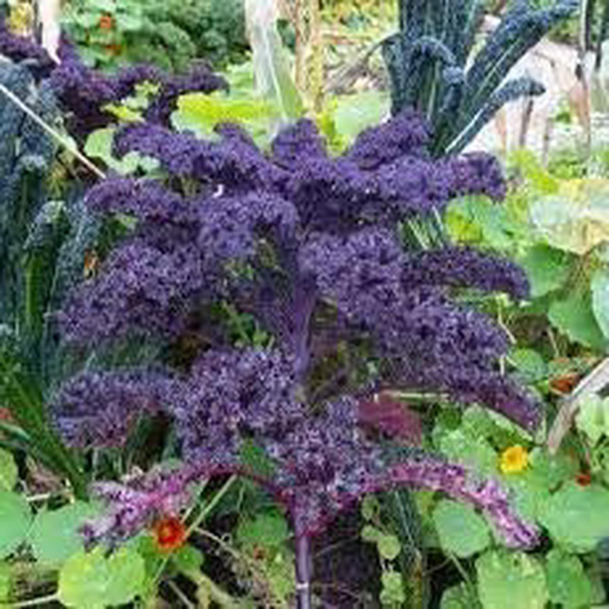 Kale Seeds for Planting Violet Heirloom, Non-GMO, Colorful & Nutritious Greens High Germination