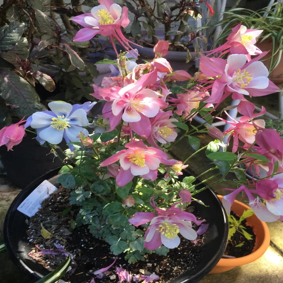 Light Blue Pink Aquilegia Flower Seeds for Planting Heirloom, Non-GMO, Compact Growth, High Germination
