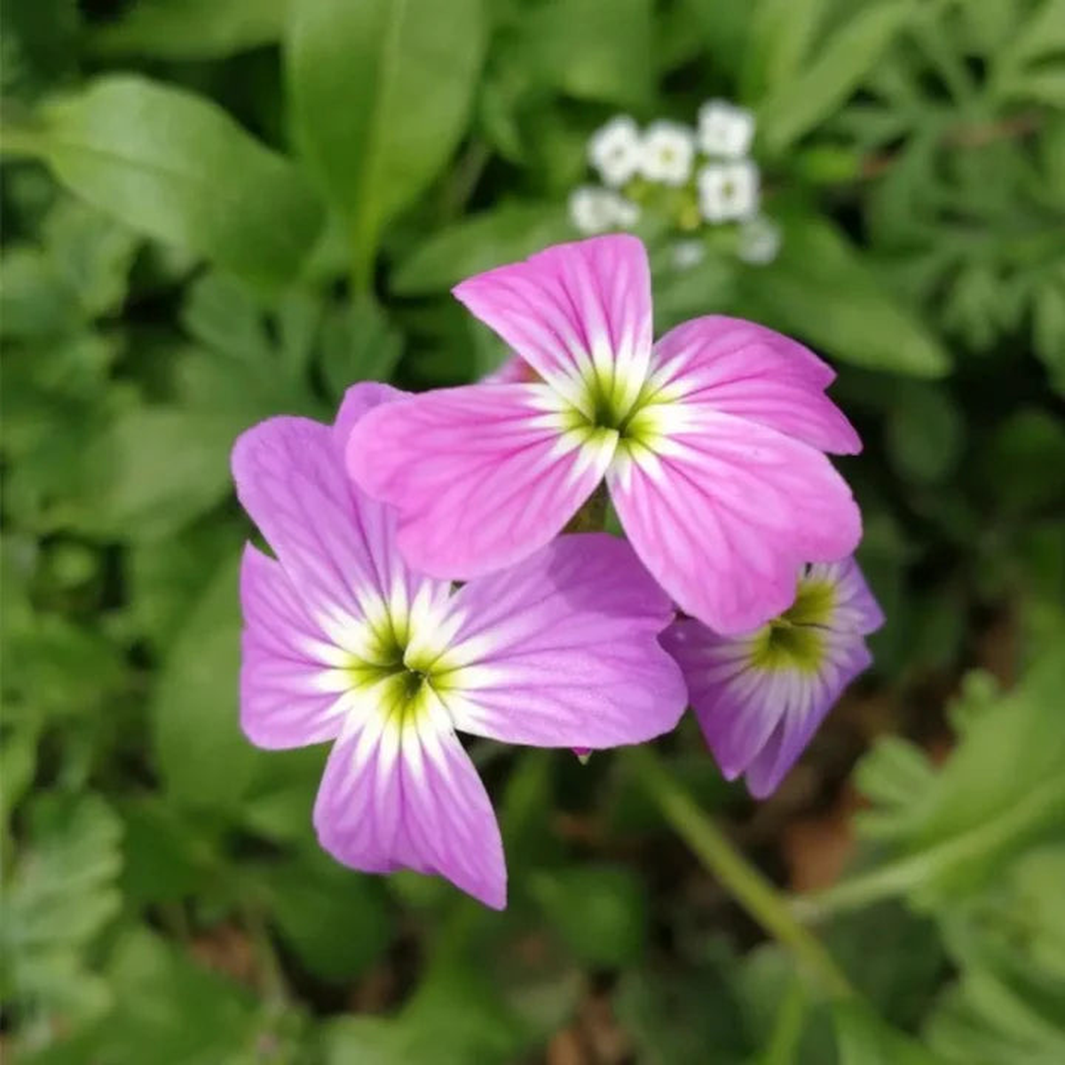Malcolmia maritima (Virginia Stock) Flower Seeds for Planting Heirloom, Non-GMO Fragrant Blooms for Cool-Season Gardens