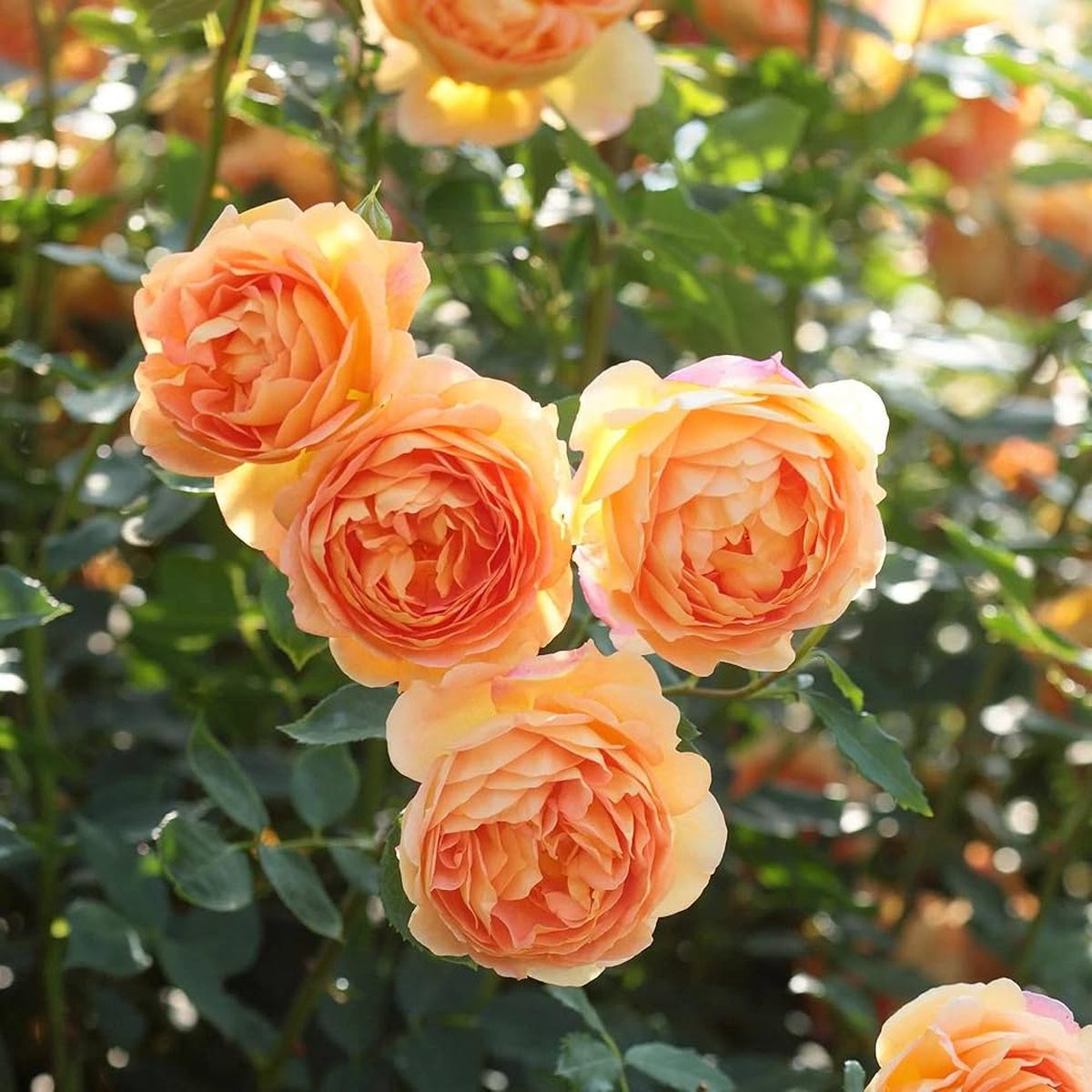 Orange Climbing Rose Flower seeds for Planting Fragrant Blossoms, Heirloom, Non-GMO Seeds