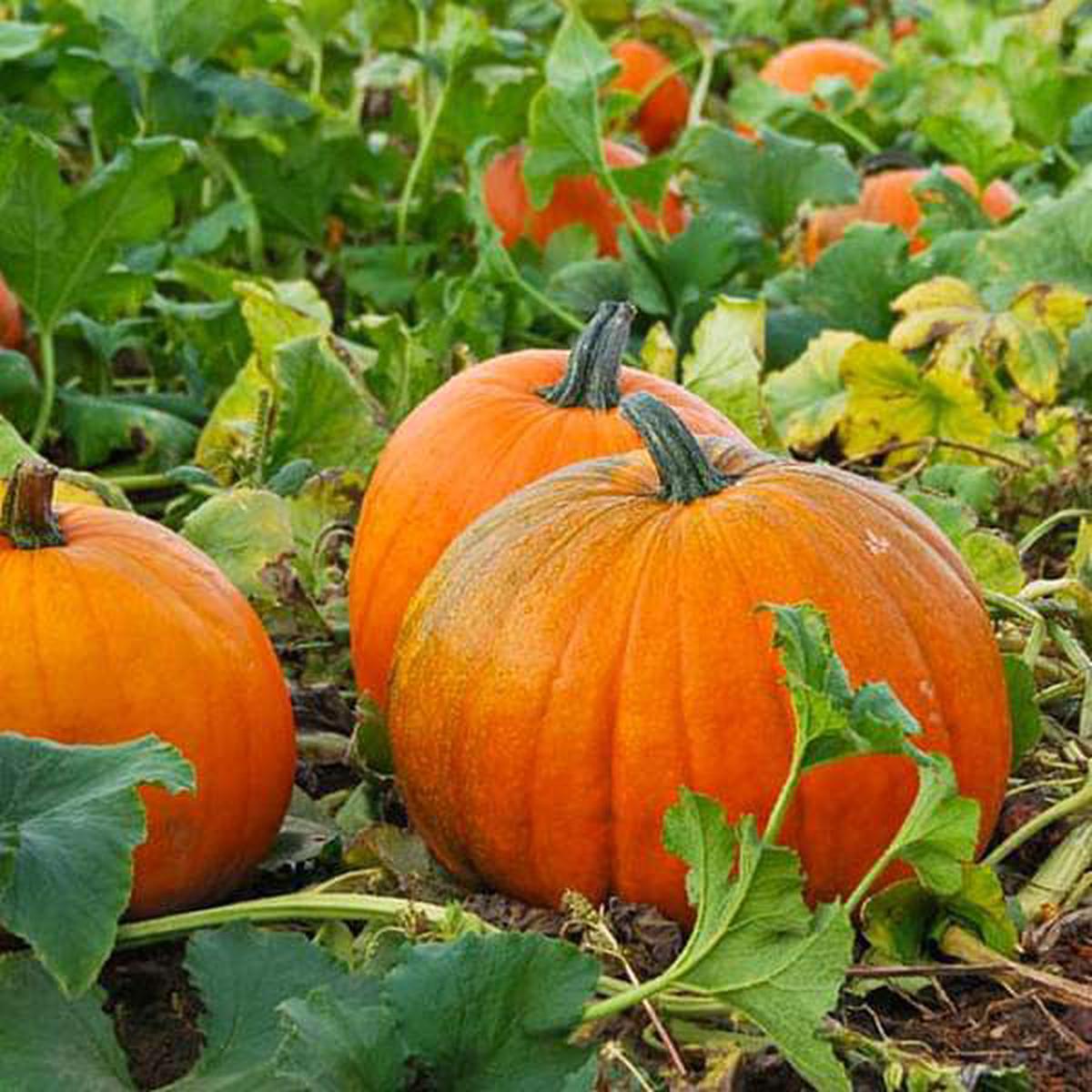 Pumpkin Seeds for Planting Heirloom, Non-GMO Vegetable Garden Seeds for High Yield and Fast Germination