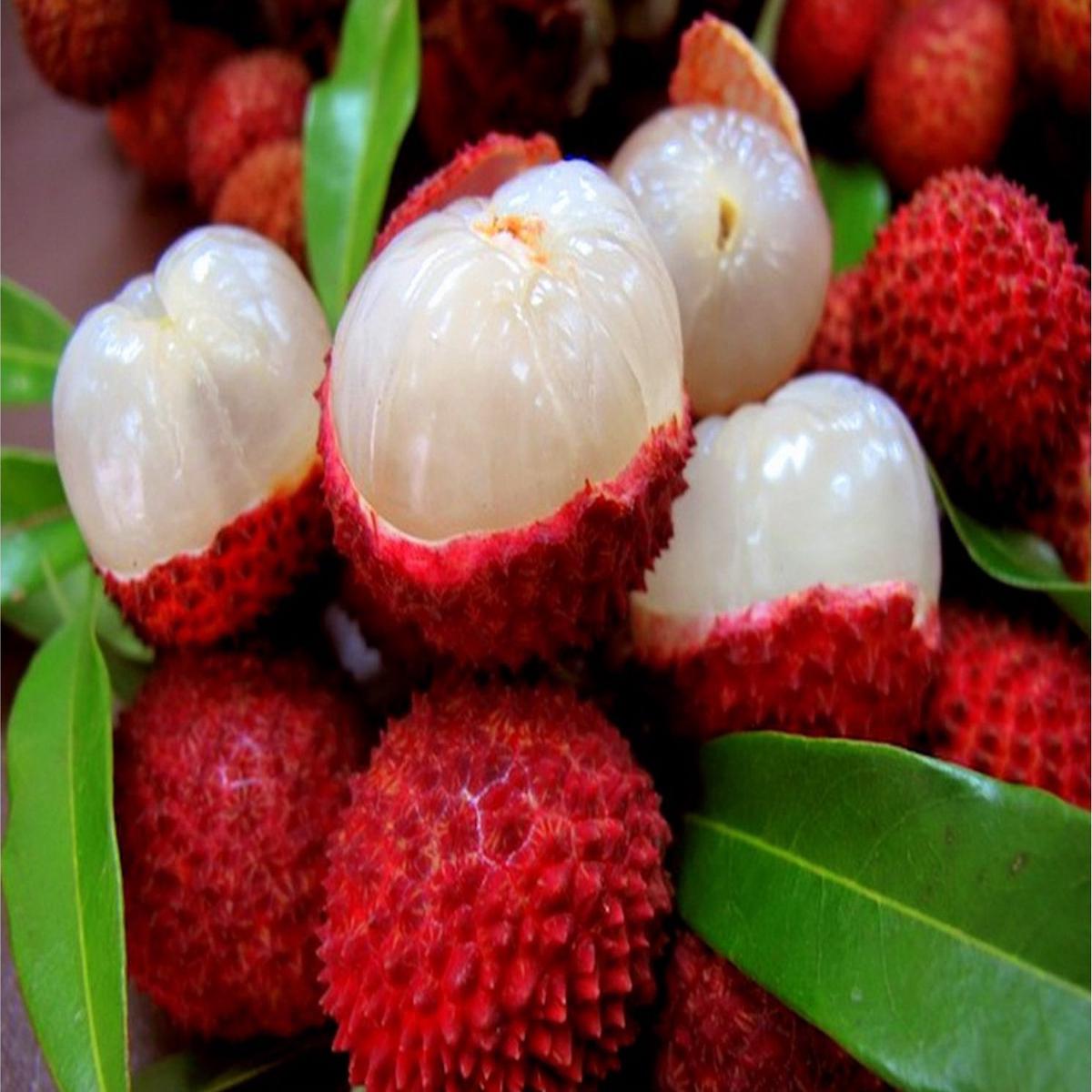 Red Lychee Fruit seeds  Heirloom, Non-GMO seeds for Planting in Tropical Home Gardens