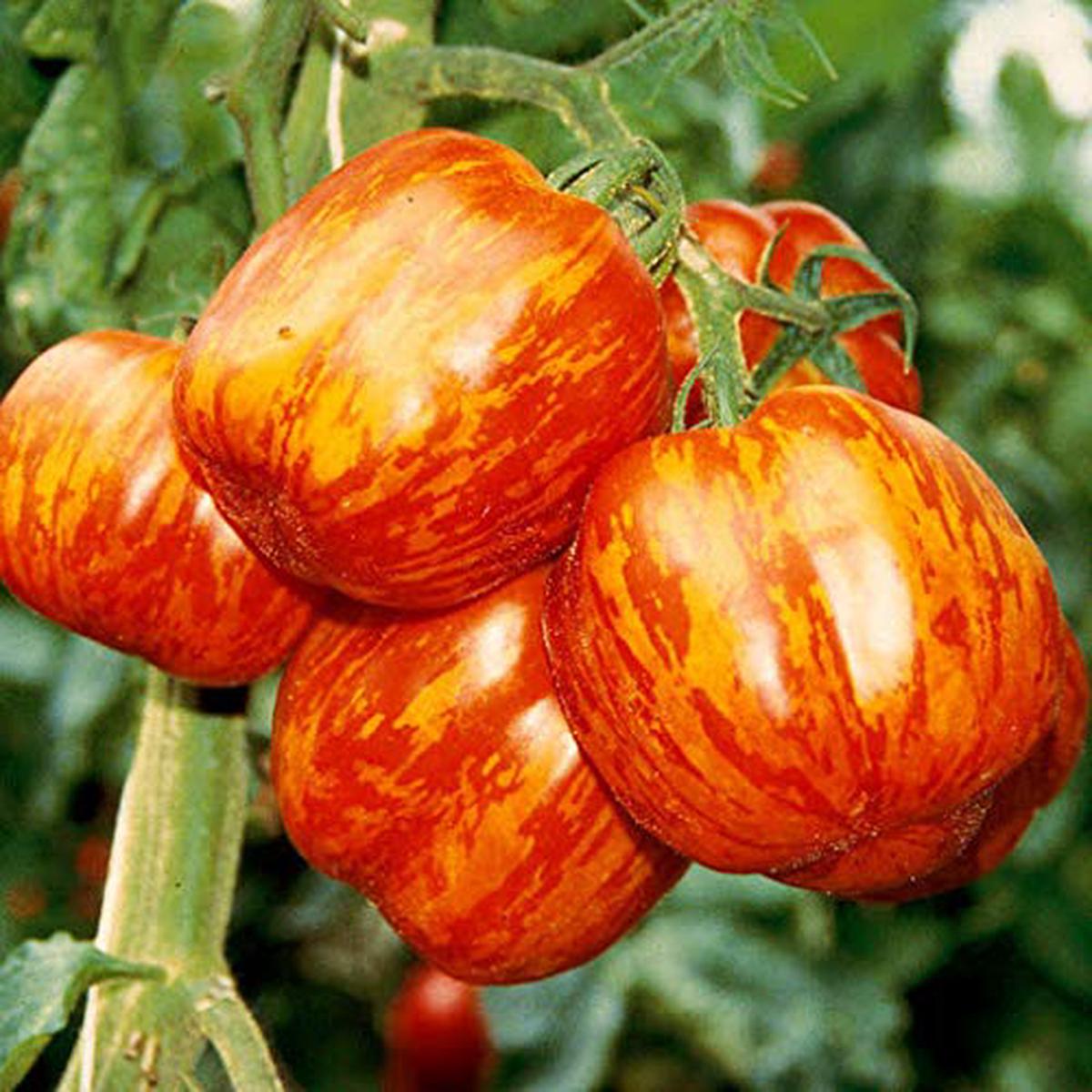 Red Yellow Tomato Vegetable Seeds for Planting Heirloom & Non-GMO Garden Seeds