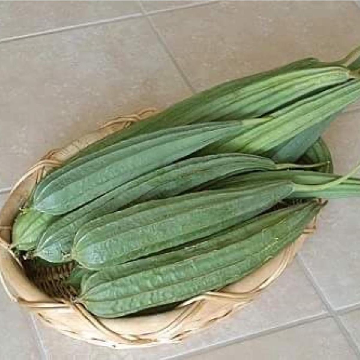 Ridge Gourd Seeds for Planting Heirloom, Non-GMO, Vigorous Climber for Summer Harvest