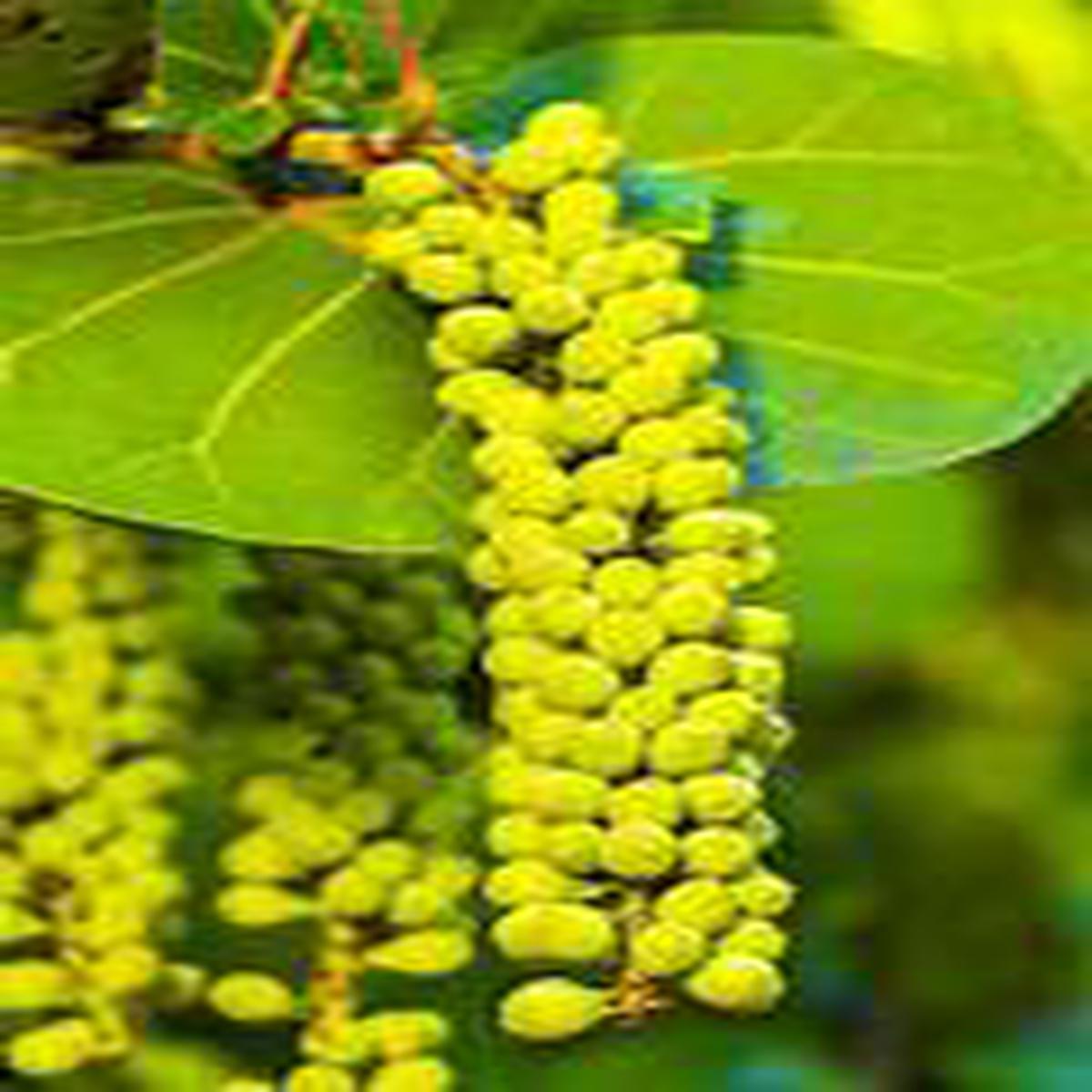 Sea Green Grape fruit seeds for planting - Heirloom & Non-GMO Garden seeds