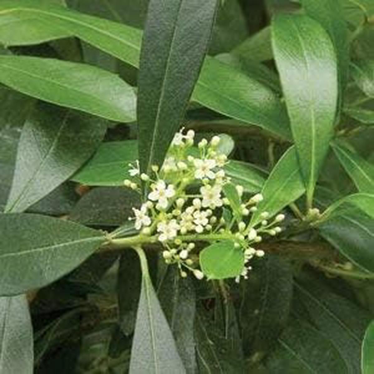 White Ilex Paraguayensis Plant Seeds for Planting Heirloom & Non-GMO Garden seeds, hardy evergreen shrub for gardens