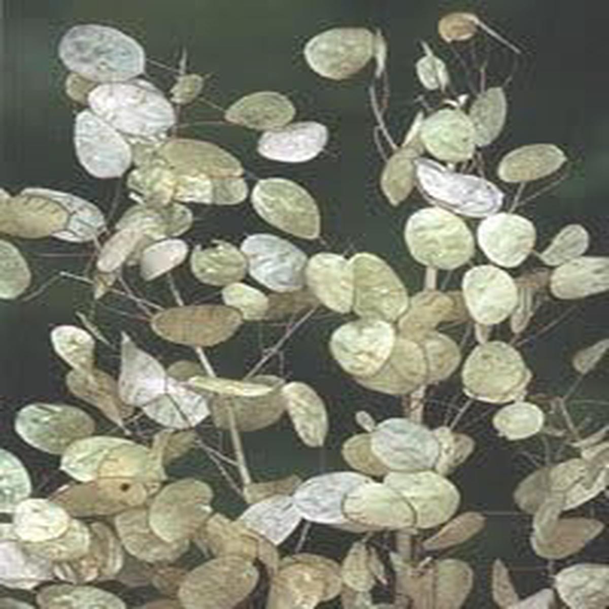 White Lunaria Biennis Flower Seeds for Planting Pollinator Friendly, Heirloom, Non-GMO, High Germination
