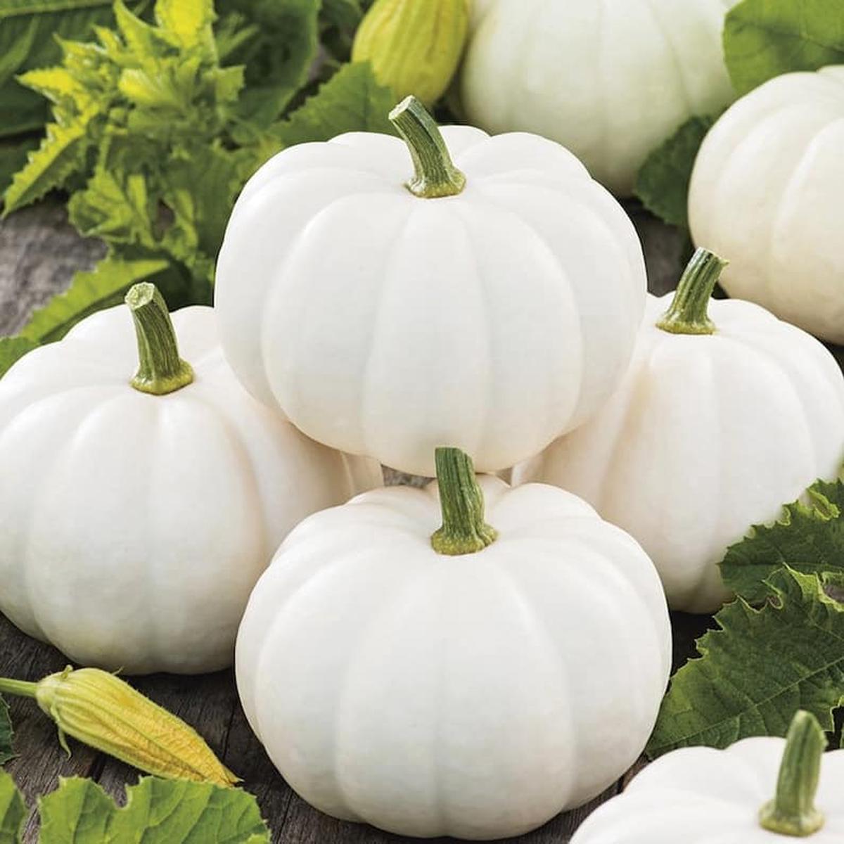 White Pumpkin Vegetable Seeds for Planting  Heirloom, Non-GMO, Decorative & Edible Organic Garden Seeds