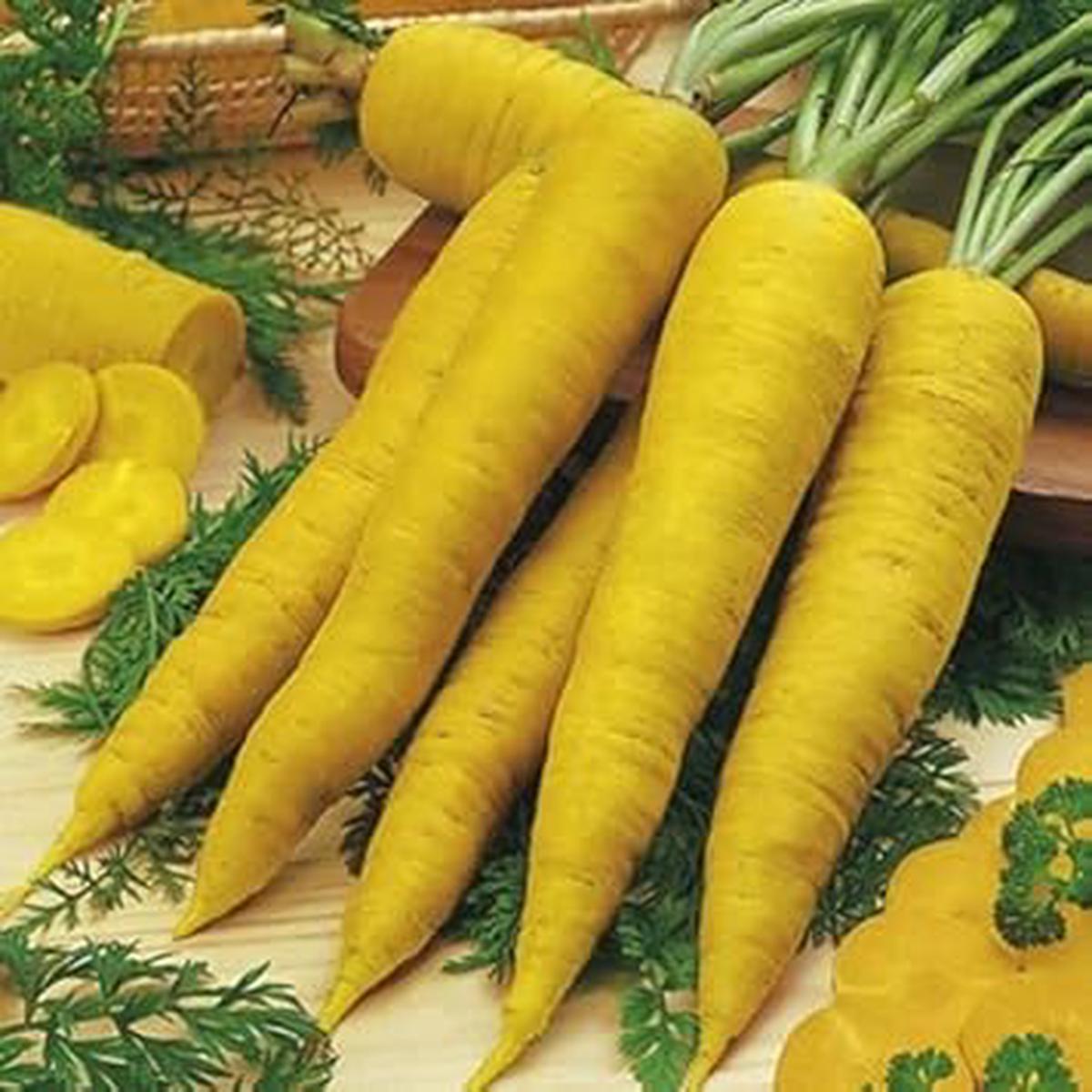 Yellow Carrot Seeds for Planting  Heirloom, Non-GMO, Golden Organic Garden Seeds Packed with Nutrition