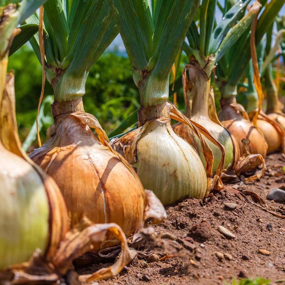 Yellow Onion Seeds for Planting  Heirloom Non-GMO High Germination Organic Garden Seeds for High-Yield Harvests