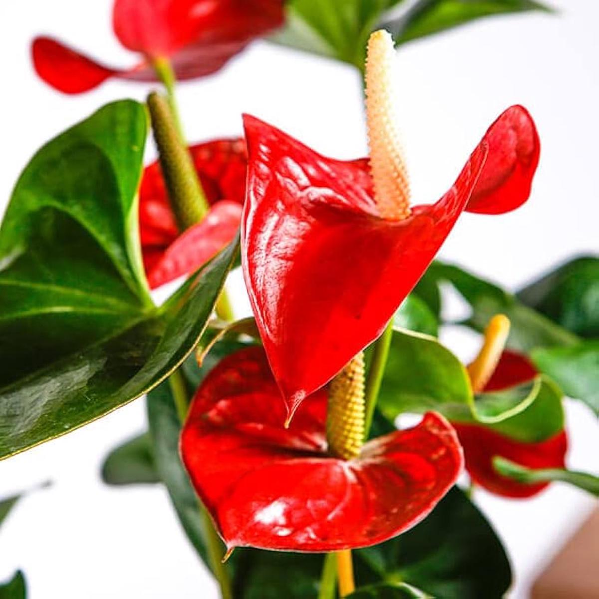 Anthurium Flower Seeds for Planting Drought Tolerant, Heirloom, Non-GMO, High Germination Seeds