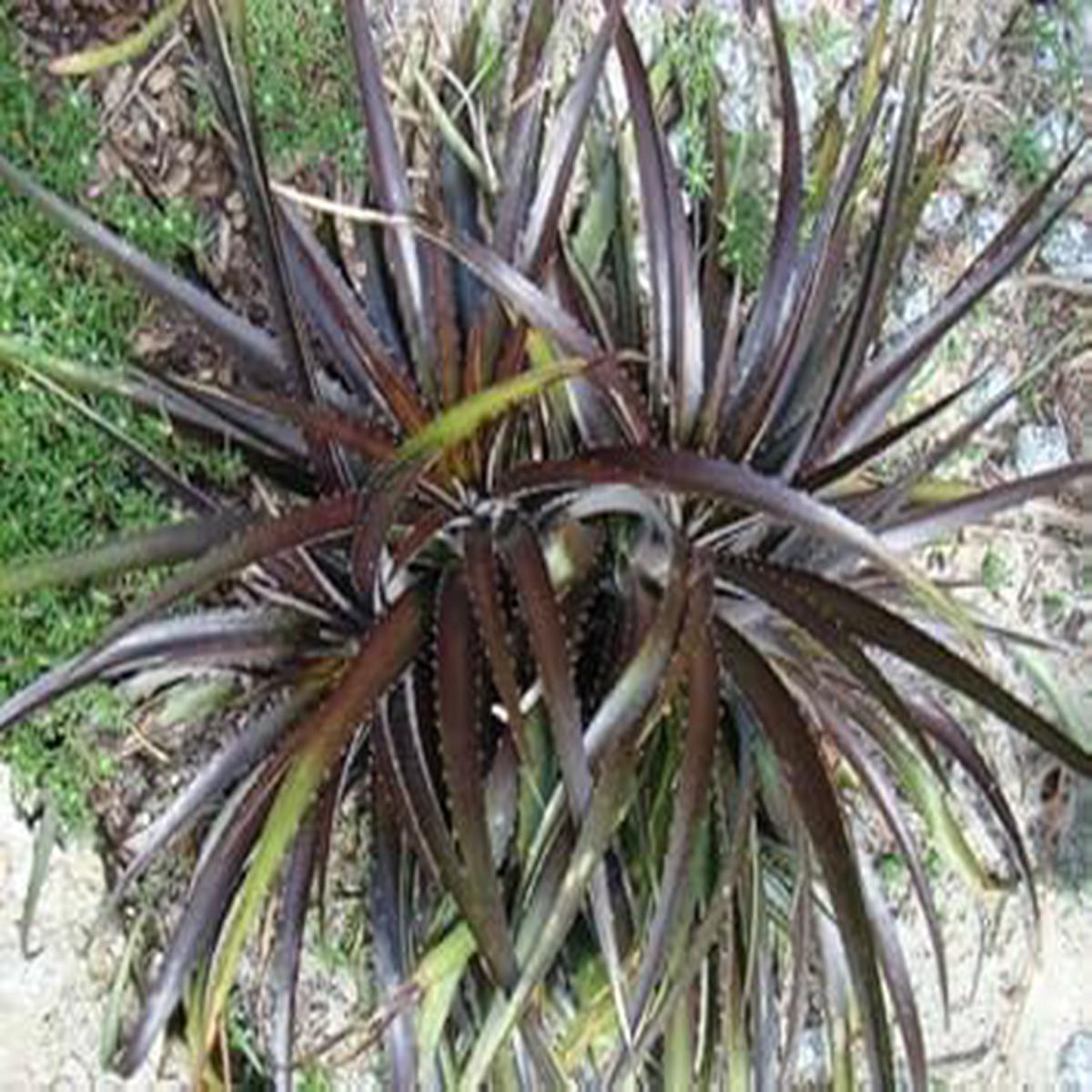 Black Dyckia Flower Seeds for Planting  Heirloom & Non-GMO Garden Seeds