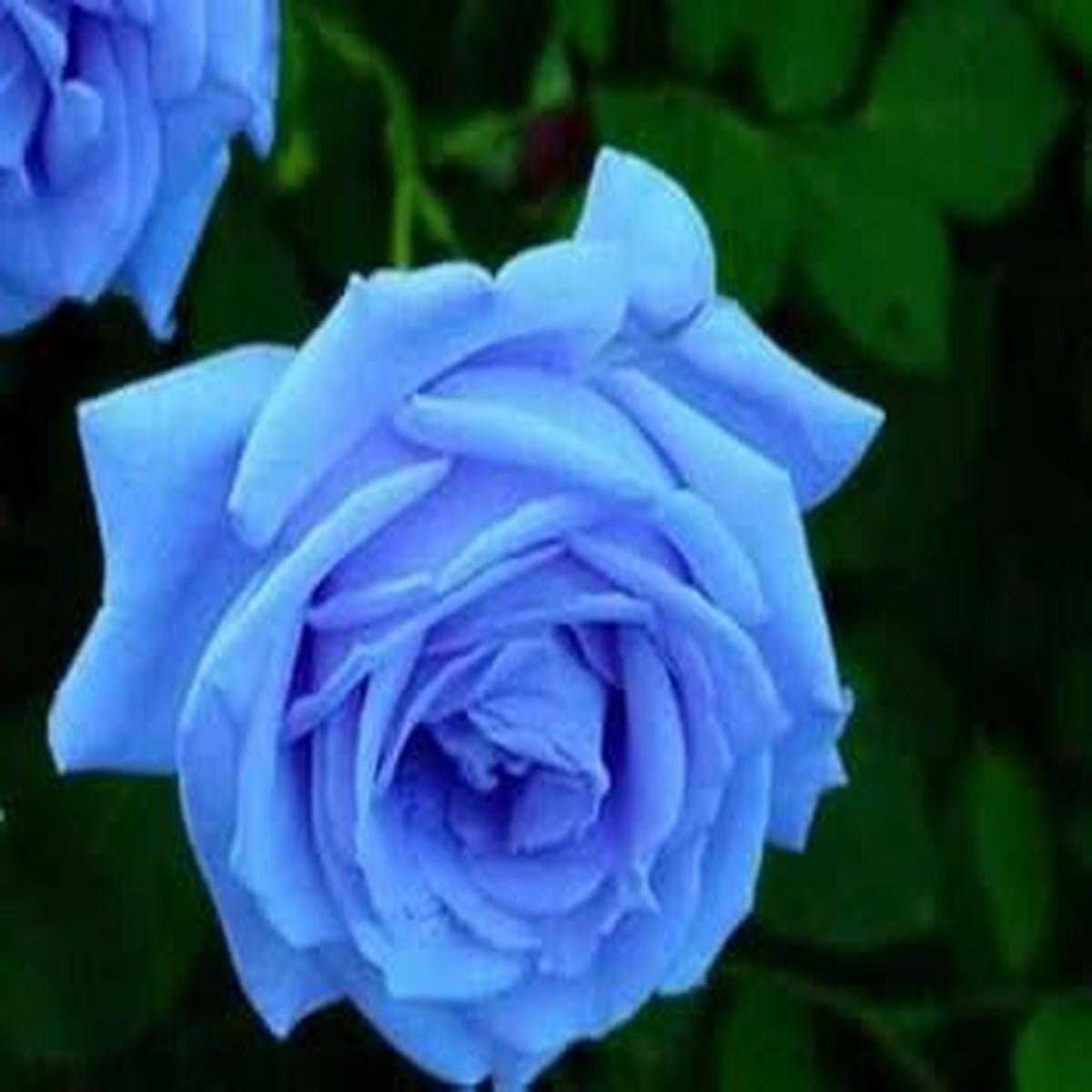 Blue Buddleia Flower Seeds Seasonal Bloomer, Heirloom & Non-GMO for Home Garden
