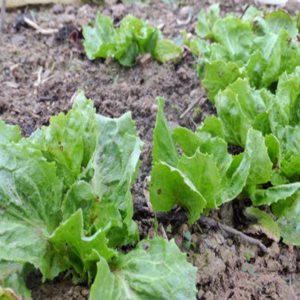 Broadleaf Batavian Endive Seeds for Planting  Heirloom, Non-GMO, Crisp Leafy Vegetable  High Germination
