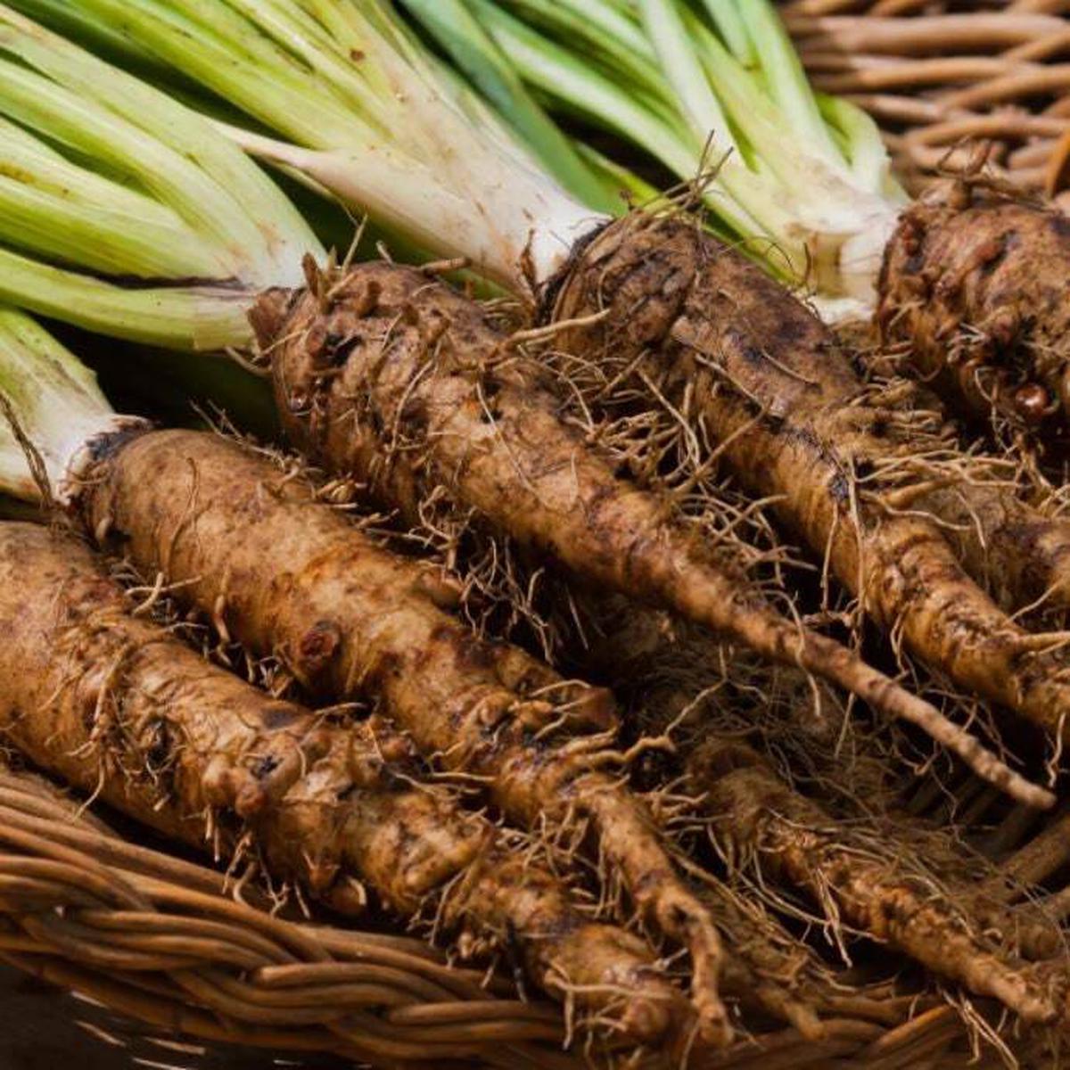 Brown Mammoth Salsify Seeds for Planting Heirloom & Non-GMO Root Vegetable Seeds for Gourmet Gardens