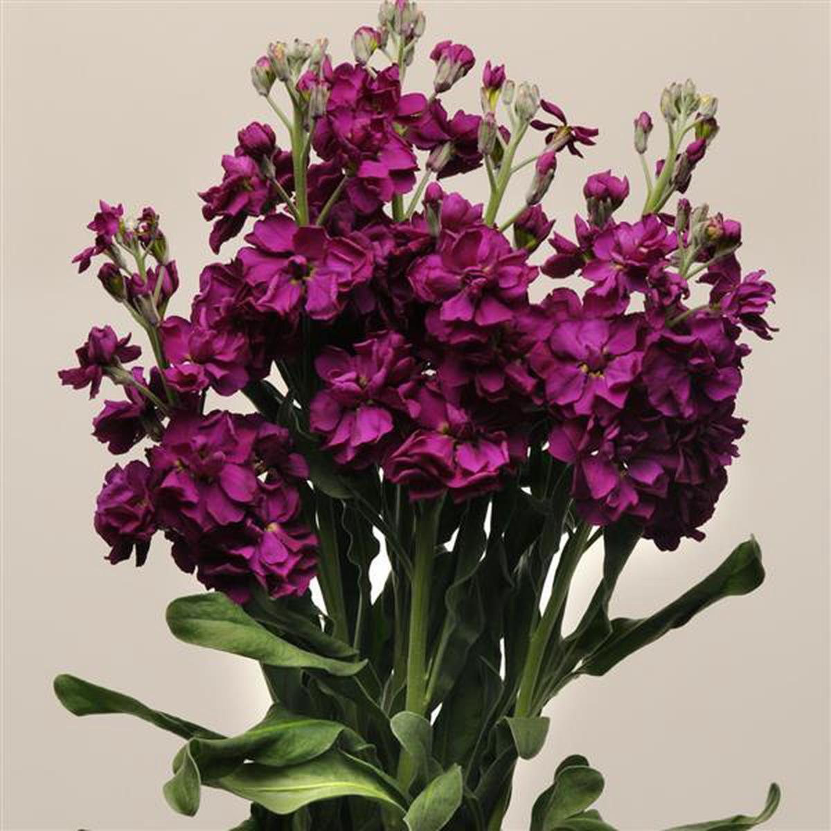 Burgundy Matthiola Flower Seeds for Planting Heirloom, Non-GMO, Pollinator Friendly, High Germination