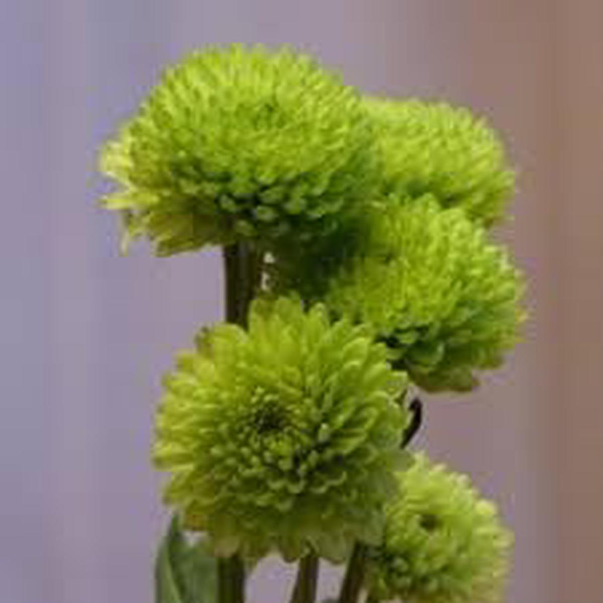 Heirloom Chrysanthemum Flower Seeds Non-GMO, High Germination Organic Garden Seeds