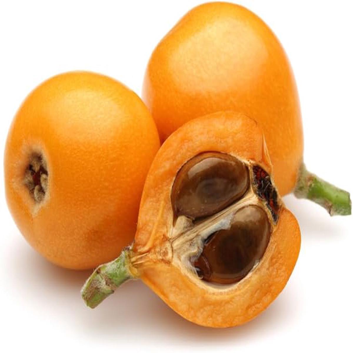 Loquat Shrub Seeds  Eriobotrya Japonica Heirloom Non-GMO Seeds for Garden Planting