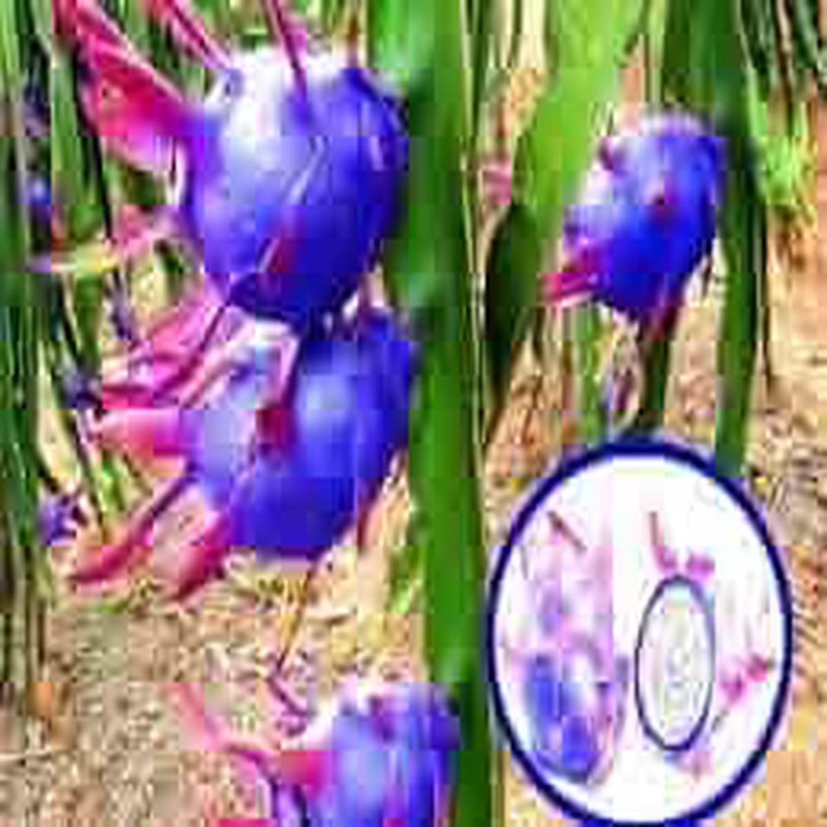 Mixed Blue Pitaya Fruit seeds Heirloom, Non-GMO seeds for Planting in Edible Home Landscapes