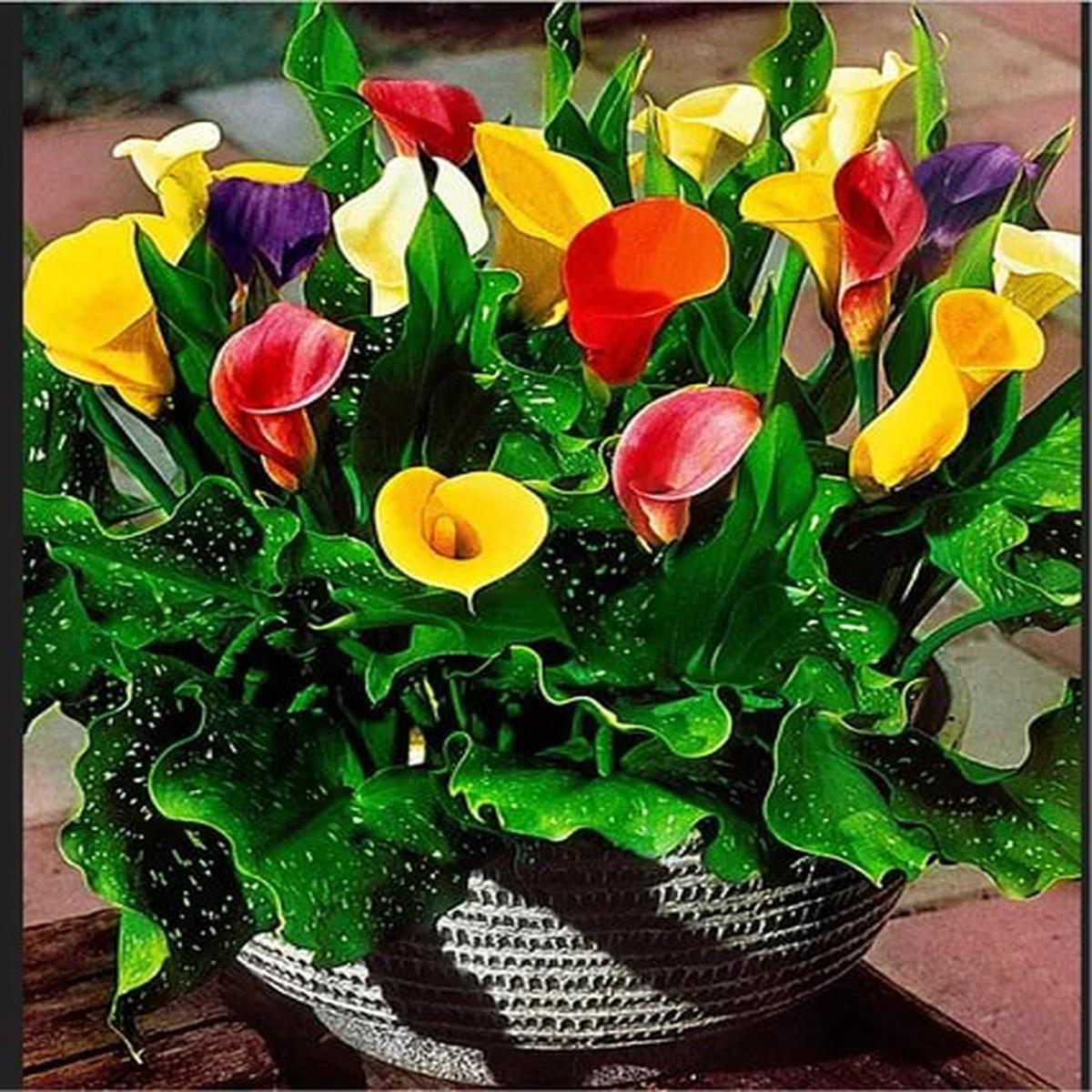 Mixed Calla Flower Seeds for Planting Heirloom, Non-GMO, Organic Garden Seeds, High Germination