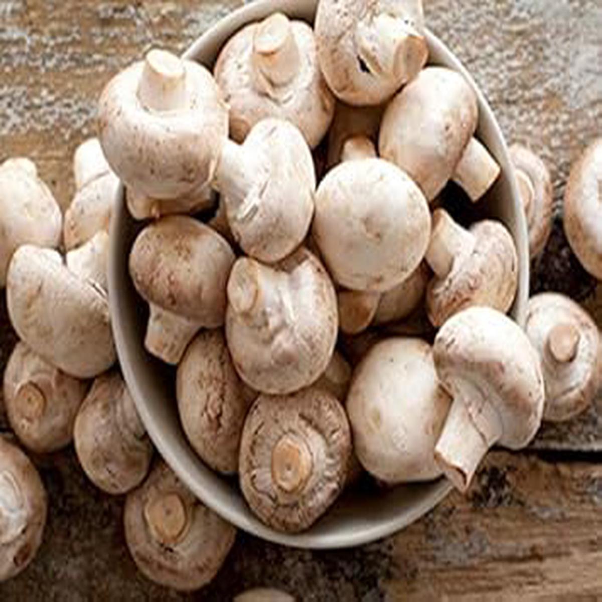 Mushroom Seeds for Planting Light Brown Heirloom, Non-GMO Spores Gourmet Quality, High Germination
