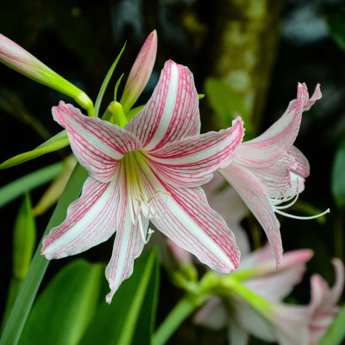 Pink Hippeastrum Rutilum Flower Seeds for Planting Heirloom, Non-GMO, High Germination Organic Garden Seeds