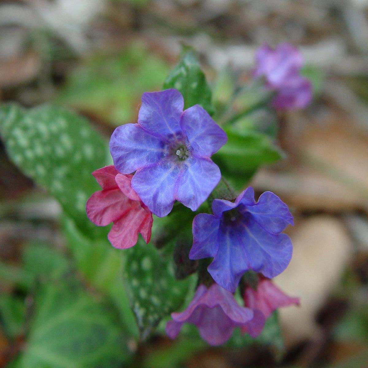 Pulmonaria Flower Seeds for Planting Heirloom, Non-GMO, Pollinator-Friendly Organic Garden Seeds