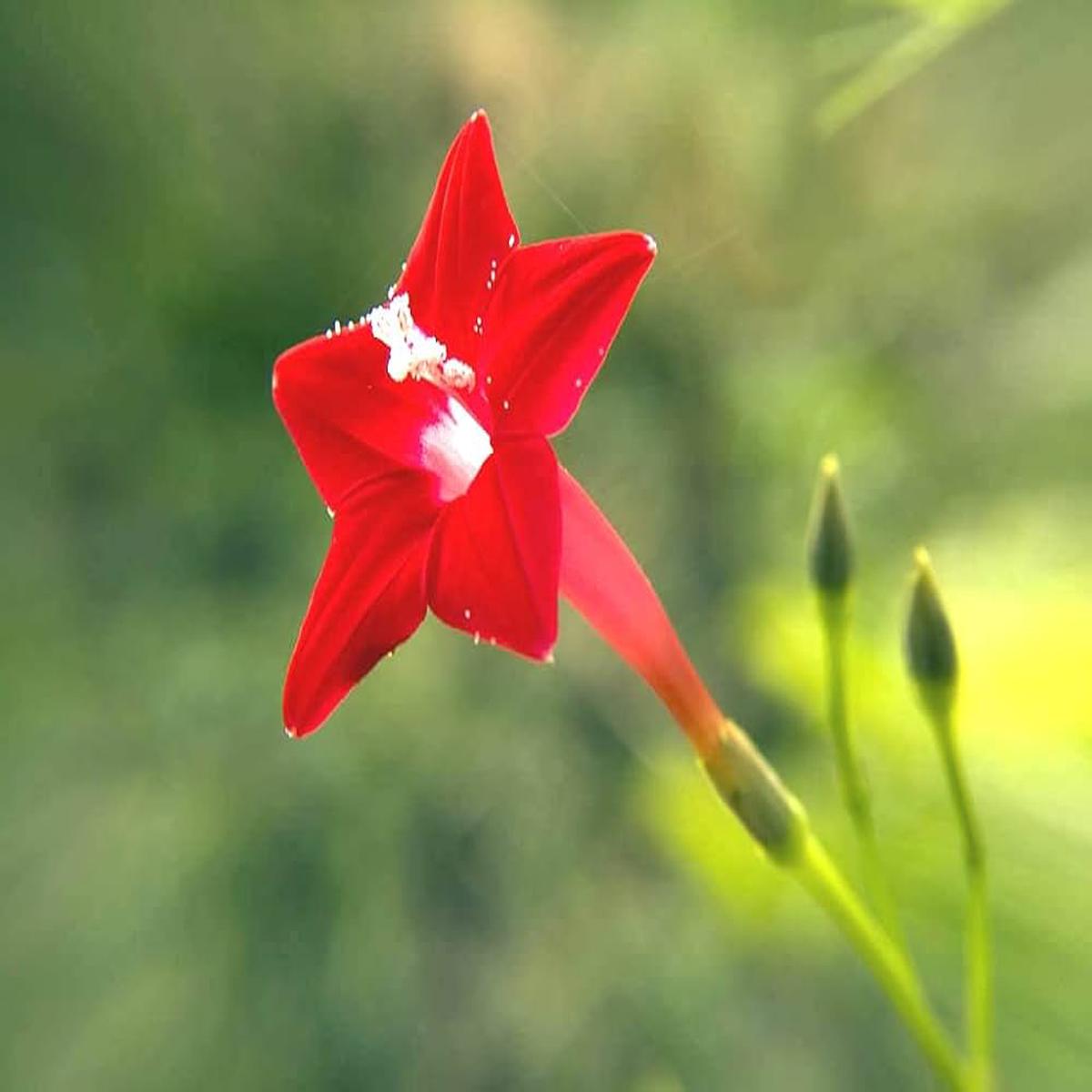 Red Lanceolata Flower Seeds for Planting Heirloom Non-GMO, High Germination Organic Garden Seeds