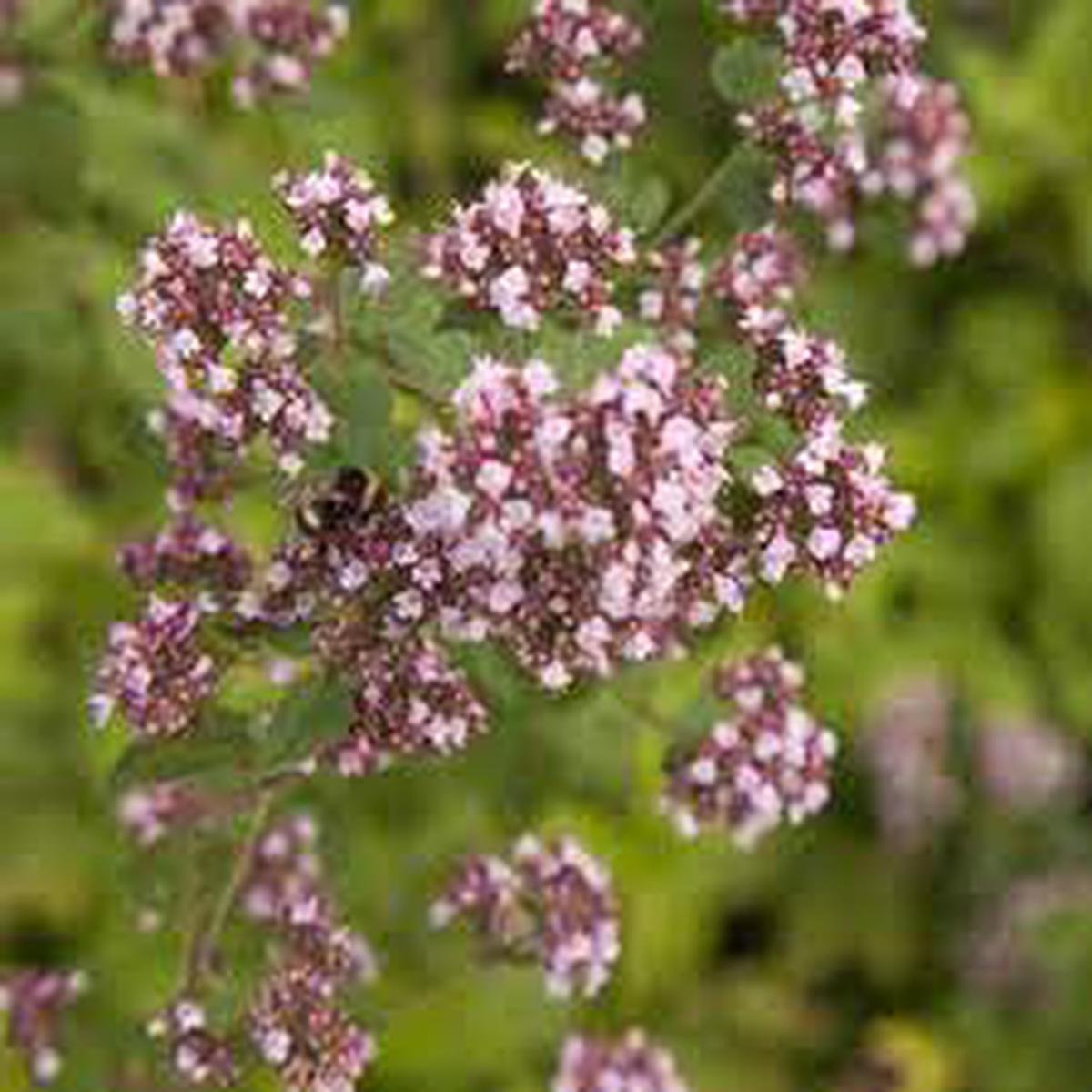 Sweet Marjoram Herb Seeds for Planting  Heirloom, Non-GMO Seeds for Culinary and Medicinal Herb Gardens