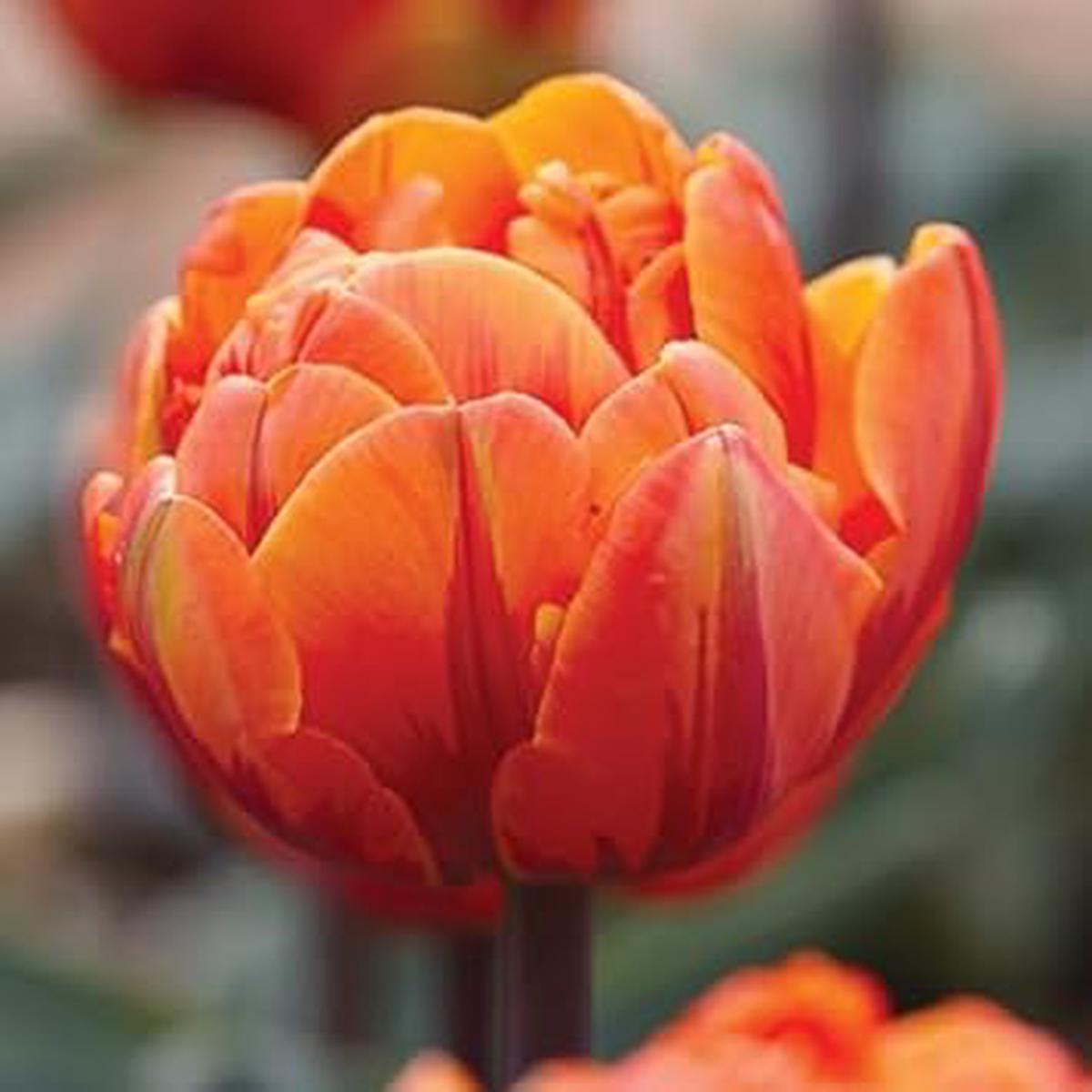 Tulip Flower Seeds for Planting Fragrant Blossoms, Heirloom, Non-GMO, High Germination Organic Garden Seeds