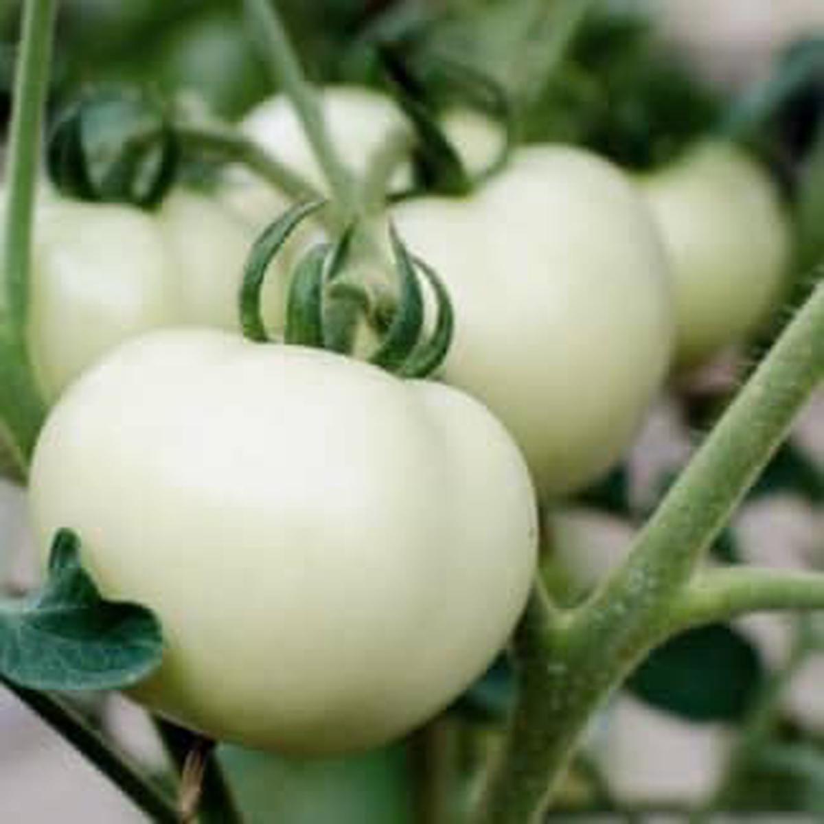 White Tomato Vegetable Seeds for Planting  Heirloom & Non-GMO Seeds for Unique Pale Tomato Fruits