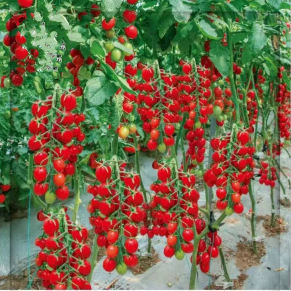 Climbing or Waterfall Tomato Seeds for Planting Heirloom, Non-GMO, High Germination Organic Seeds for Vertical Gardens